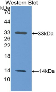 FITC-Linked Polyclonal Antibody to Insulin Receptor Substrate 1 (IRS1)