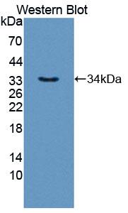 Polyclonal Antibody to Polymerase DNA Directed Alpha 1 (POLa1)