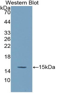 Biotin-Linked Polyclonal Antibody to Secreted Frizzled Related Protein 5 (SFRP5)