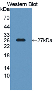 Polyclonal Antibody to Synaptosomal Associated Protein 25kDa (SNAP25)