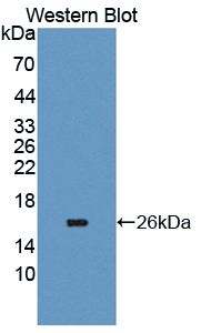 Polyclonal Antibody to Carcinoembryonic Antigen Related Cell Adhesion Molecule 6 (CEACAM6)