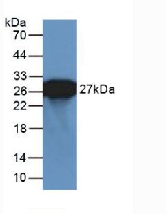 Polyclonal Antibody to Green Fluorescent Protein (GFP)