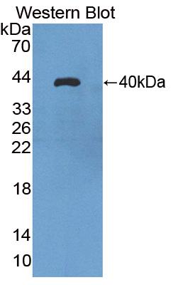 Polyclonal Antibody to Aquaporin 8 (AQP8)