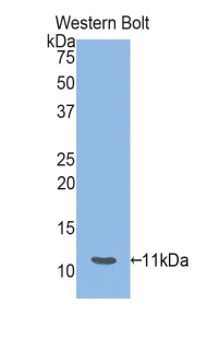 Polyclonal Antibody to Heat Shock 70kDa Protein 8 (HSPA8)