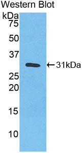 Biotin-Linked Polyclonal Antibody to Carbonic Anhydrase III, Muscle Specific (CA3)