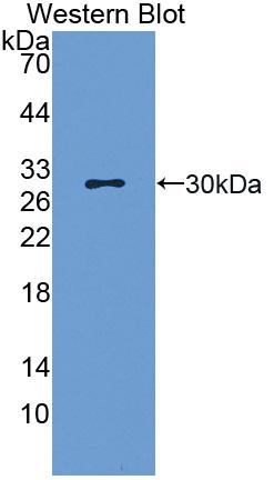 Polyclonal Antibody to Low Density Lipoprotein Receptor Related Protein 5 (LRP5)