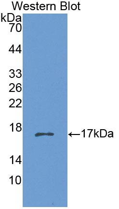 Polyclonal Antibody to Cholinergic Receptor, Nicotinic, Beta 3 (CHRNb3)