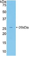 Polyclonal Antibody to Fibulin 2 (FBLN2)