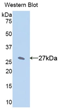 Polyclonal Antibody to Cytochrome P450 1A2 (CYP1A2)