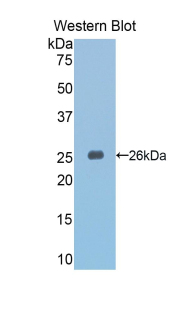 Polyclonal Antibody to Slit Homolog 3 (Slit3)