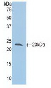 Polyclonal Antibody to Slit Homolog 1 (Slit1)