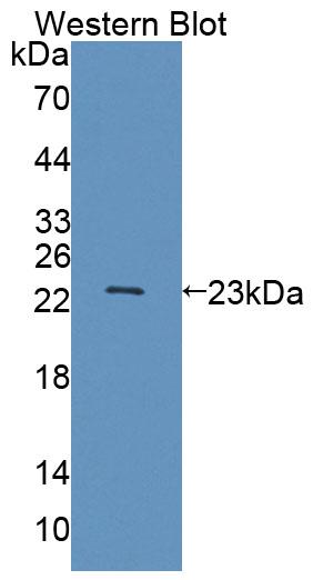 Polyclonal Antibody to ATP Binding Cassette Transporter A9 (ABCA9)