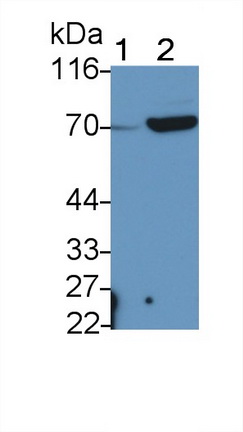 Polyclonal Antibody to ATP Binding Cassette Transporter G5 (ABCG5)