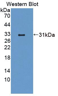 Polyclonal Antibody to Runt Related Transcription Factor 3 (RUNX3)