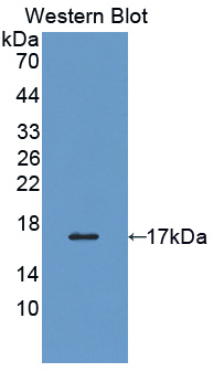 Polyclonal Antibody to Protein Disulfide Isomerase A4 (PDIA4)