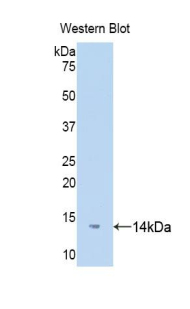 Biotin-Linked Polyclonal Antibody to D-Dopachrome Tautomerase (DDT)
