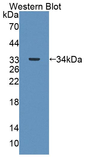 Polyclonal Antibody to 4-Aminobutyrate Aminotransferase (ABAT)