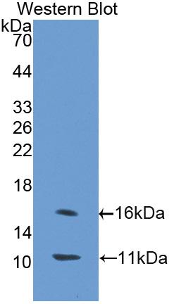 Polyclonal Antibody to Solute Carrier Family 30 Member 8 (SLC30A8)