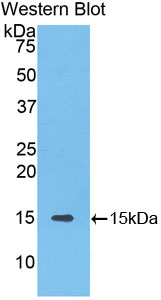 FITC-Linked Polyclonal Antibody to Solute Carrier Family 30 Member 8 (SLC30A8)
