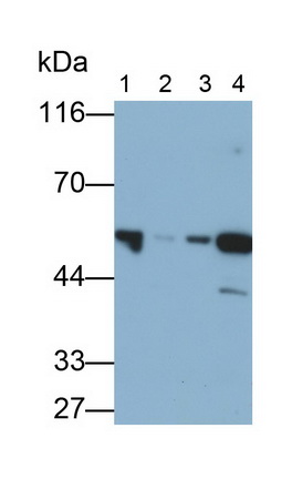 Polyclonal Antibody to Gasdermin D (GSDMD)