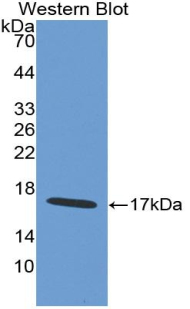 Polyclonal Antibody to WAP Four Disulfide Core Domain Protein 5 (WFDC5)