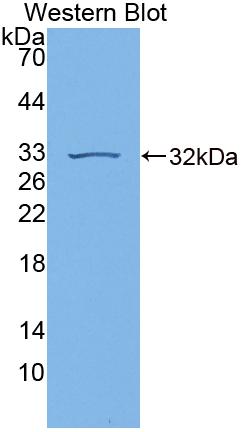 Polyclonal Antibody to Guanylate Binding Protein 7 (GBP7)