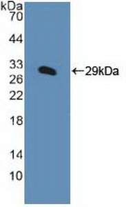 Polyclonal Antibody to Karyopherin Alpha 1 (KPNa1)