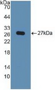 Polyclonal Antibody to Karyopherin Alpha 2 (KPNa2)