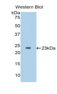 Polyclonal Antibody to Interleukin 1 Zeta (IL1z)