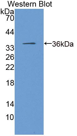 Polyclonal Antibody to Eukaryotic Translation Elongation Factor 1 Delta (EEF1d)