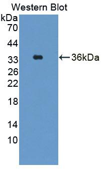 Polyclonal Antibody to Dipeptidase 3 (DPEP3)