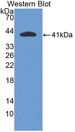 Polyclonal Antibody to Endoplasmic Reticulum Protein 44 (ERP44)