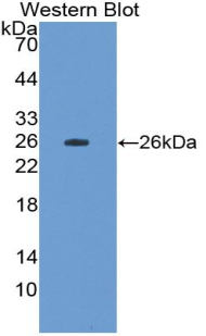 Biotin-Linked Polyclonal Antibody to Fibulin 3 (FBLN3)