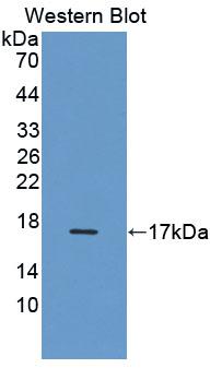 Cy3-Linked Polyclonal Antibody to Uroplakin 2 (UPK2)