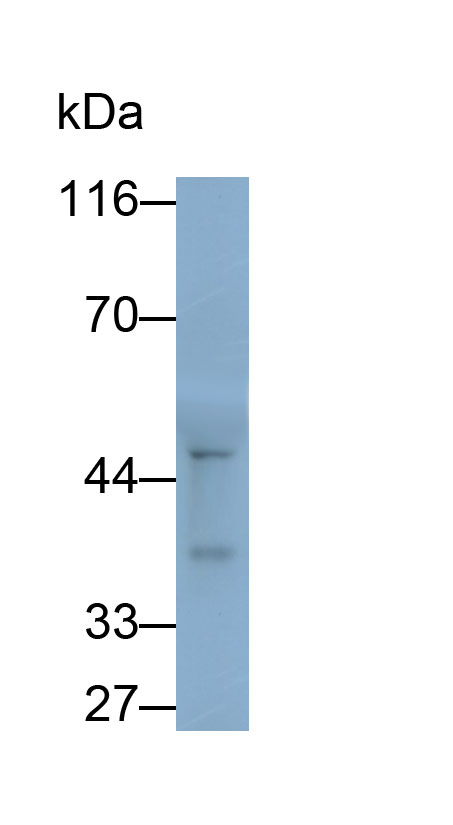 Polyclonal Antibody to Syntaxin 11 (STX11)