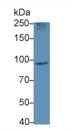 Polyclonal Antibody to Leucine Rich Repeat Containing G Protein Coupled Receptor 5 (LGR5)
