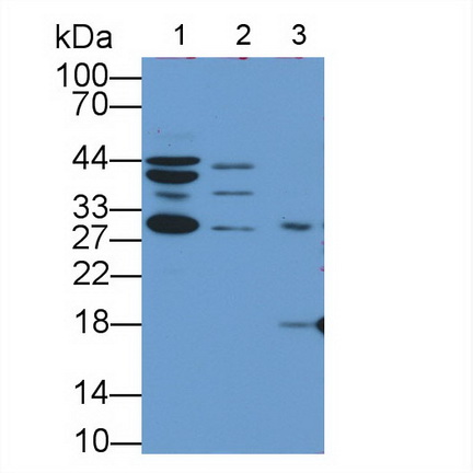 Polyclonal Antibody to Heat Shock 40kDa Protein 3 (HSPF3)
