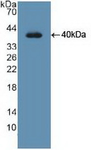 Polyclonal Antibody to Uracil DNA Glycosylase (UNG)
