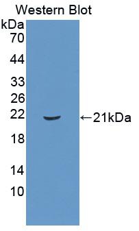 Polyclonal Antibody to Interferon Alpha 5 (IFNa5)