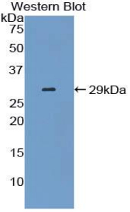 Biotin-Linked Polyclonal Antibody to Stratifin (SFN)