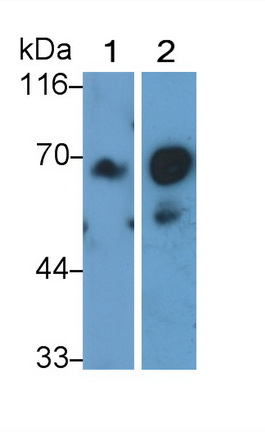 Polyclonal Antibody to Prolactin Receptor (PRLR)