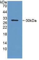 Polyclonal Antibody to Glycoprotein A33 (GPA33)