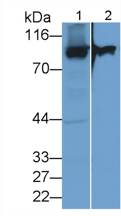 Polyclonal Antibody to Aconitase 1 (ACO1)