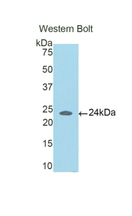 Polyclonal Antibody to Coiled Coil Domain Containing Protein 80 (CCDC80)