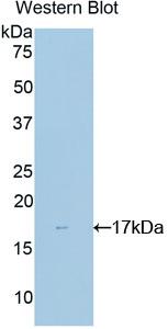 Polyclonal Antibody to Non Metastatic Cells 4, Protein NM23A Expressed In (NME4)