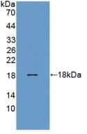 Polyclonal Antibody to Regenerating Islet Derived Protein 3 Beta (REG3b)