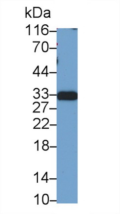 Polyclonal Antibody to Autophagy Related Protein 5 (ATG5)