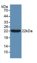 Polyclonal Antibody to B-Cell CLL/Lymphoma 2 Like Protein 2 (Bcl2L2)
