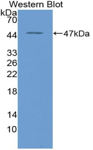 Polyclonal Antibody to High Temperature Requirement Factor A1 (HTRA1)