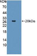 Polyclonal Antibody to Interferon Induced Helicase C Domain Containing Protein 1 (IFIH1)